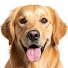 ZtMv_Ga469o-channel-avatar-Paws & Psychology