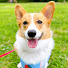 qK_CYKma_jA-channel-avatar-コーギー犬チャッピーとルーカス