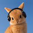 v6sbNN33zQA-channel-avatar-Bunny Vinyl