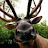 @Cerulean-Spike-Elk