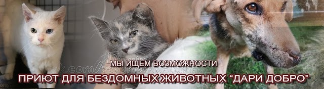 Добро приют сайт. Приют Дари добро в Новосибирске для бездомных животных. Приют для животных дарить добро. Приют для кошек в Новосибирске Дари добро. Спасение бездомных животных Новосибирск.