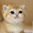 zALAarpUamc-channel-avatar-Baby Cats and Dogs
