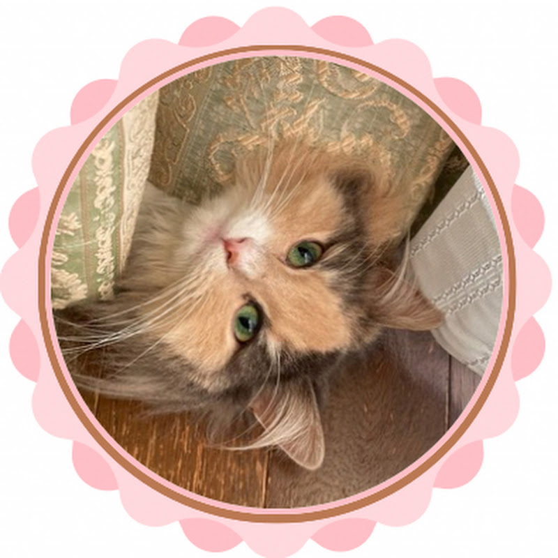 ねこ便りチャンネル