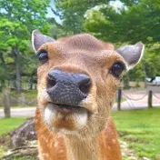 鹿達の日常【nara deer channel】