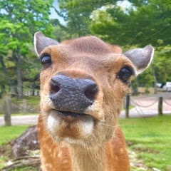 鹿達の日常【nara deer channel】