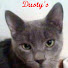 1Qy9HIzIh6w-channel-avatar-Dusty Manson Otome