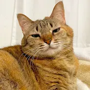 茶々カプさくら