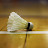 Badminton Travel