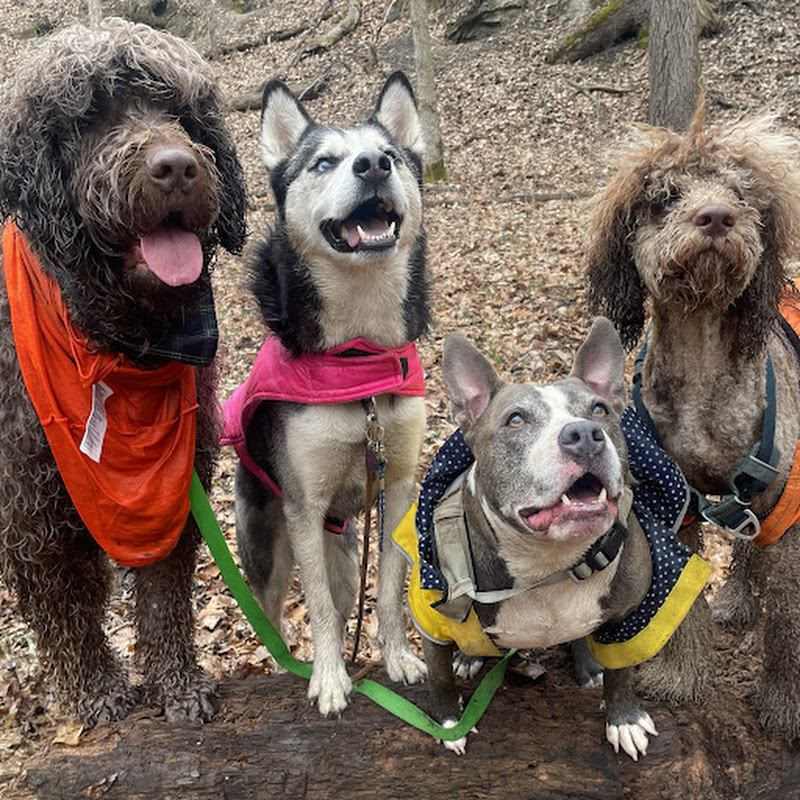 My Strange Pack