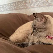 けこり