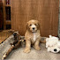 IzNpUSnj1dY-channel-avatar-Dogs Discussions