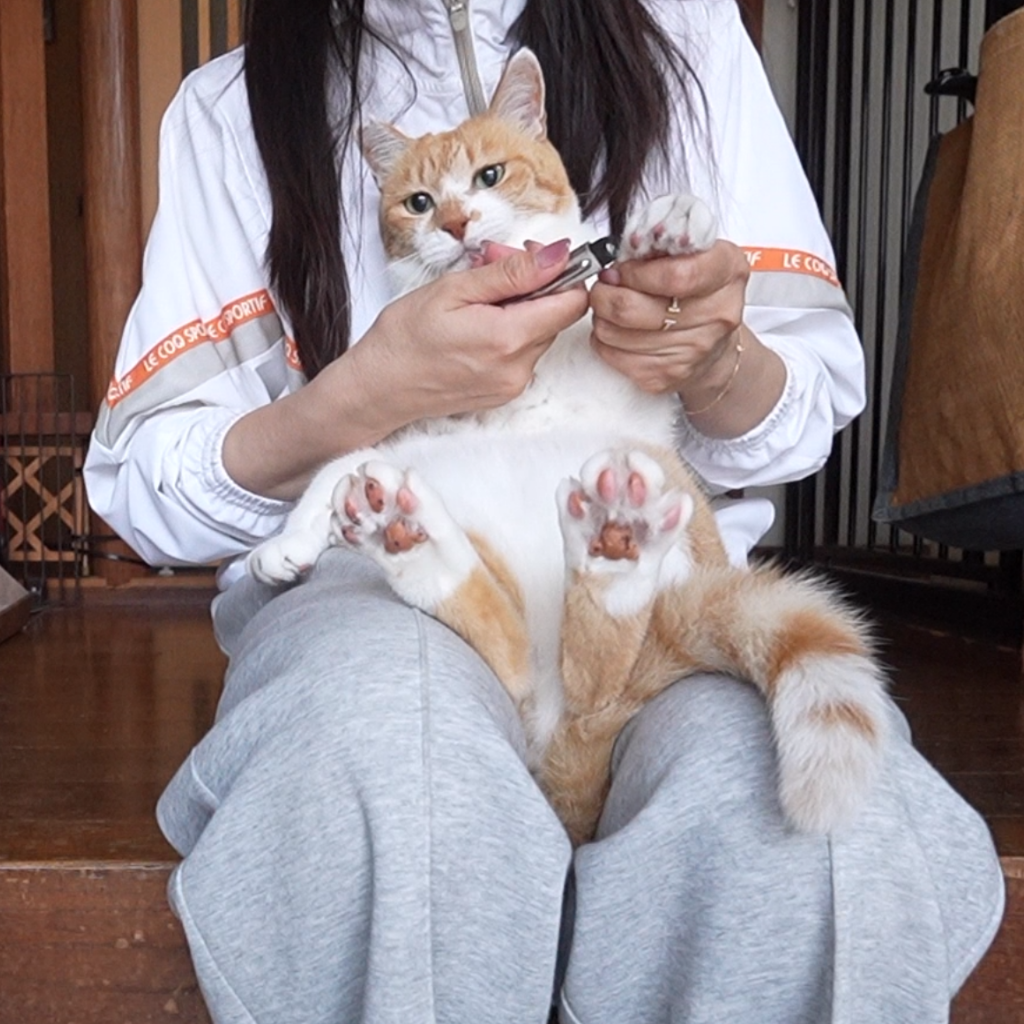ChaCha: The Former Stray Cat - YouTube