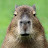 yourfriendlycapybara
