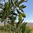 _1BwanmsU9M-channel-avatar-Ispod masline