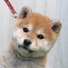 柴犬子犬まみれアイコン画像