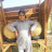 @arifaziz3121