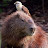 @Capybara_Guy