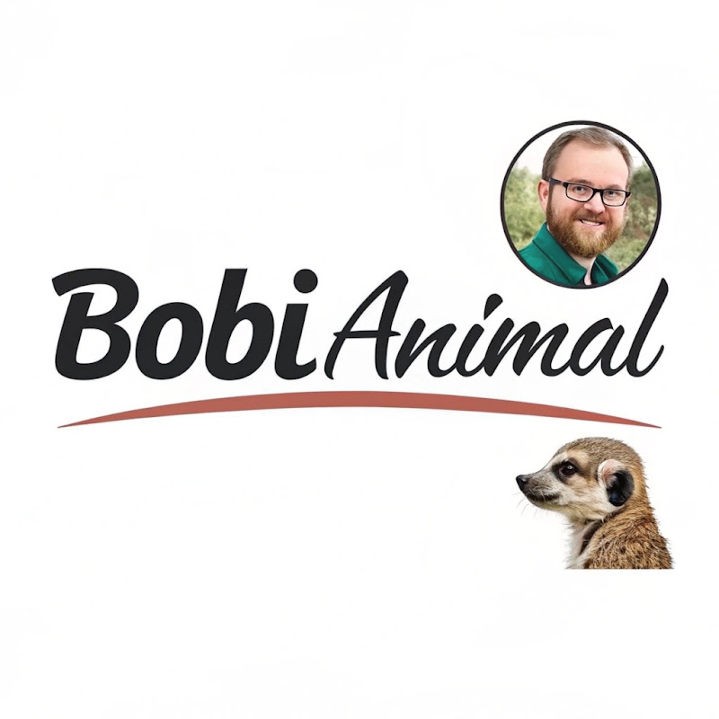 BoBi_Animal avatar
