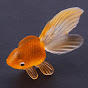 goldfish3858