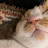 @The-life-of-stray-cat