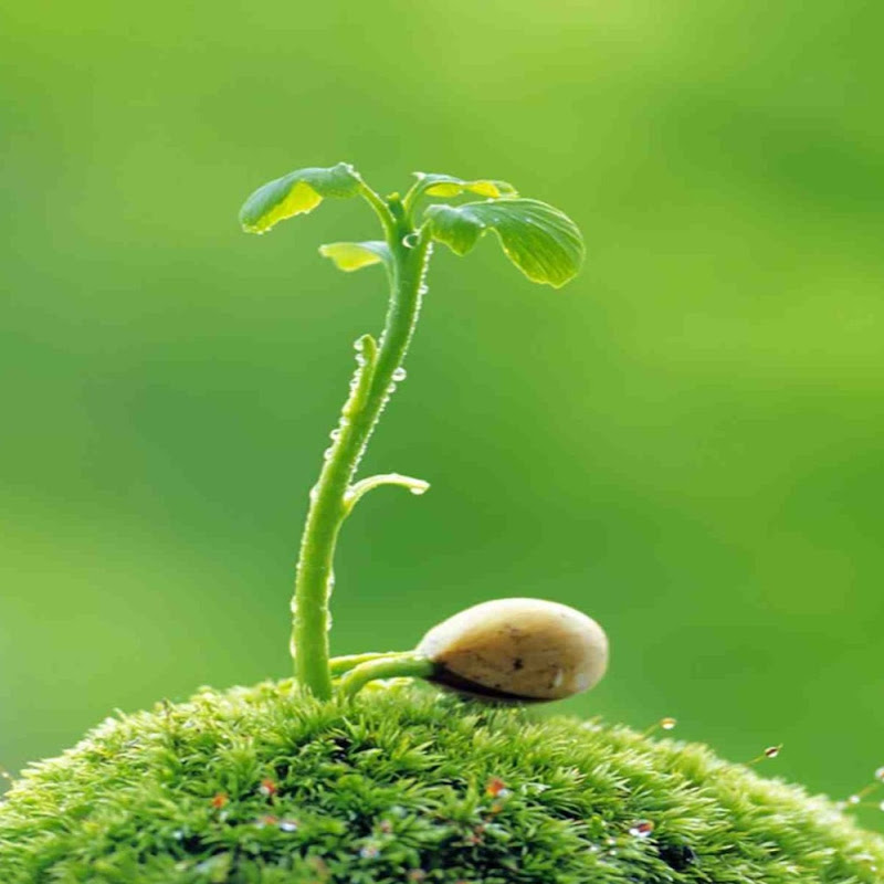 Happiness is planted Logo