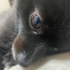 ちゃんねる健志