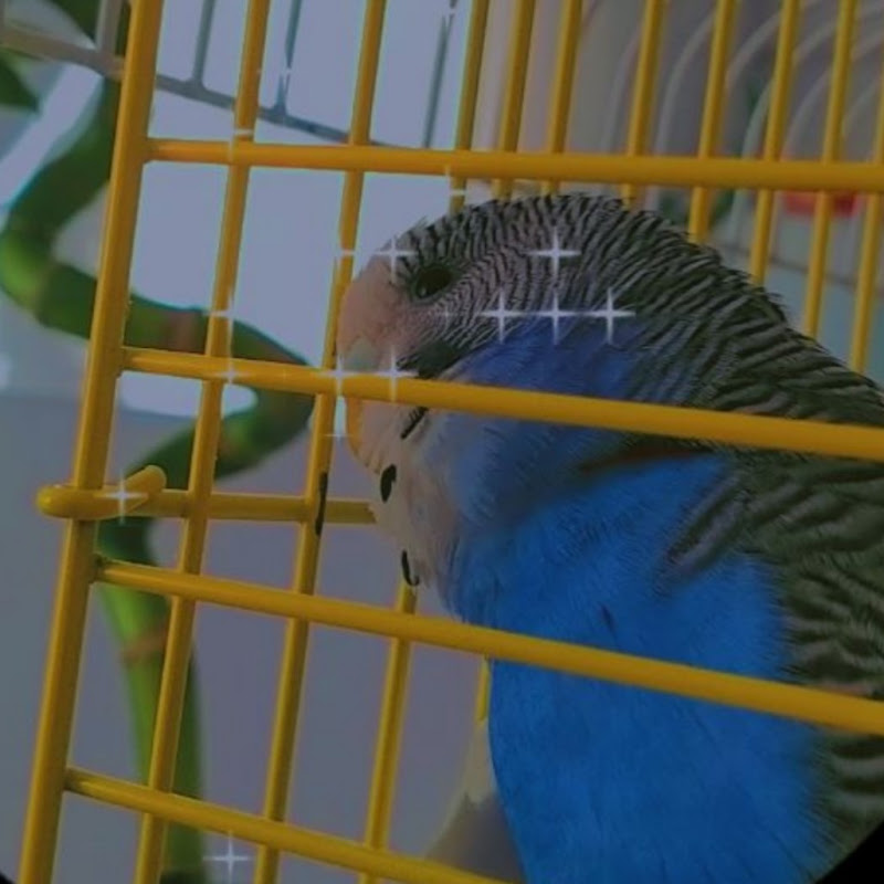 kuşların Dünyası🐦🌼