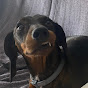 Dog Moments 🐶 Funny Dogs Avatar
