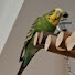 0afhm8AakYE-channel-avatar-Mr. Parrot