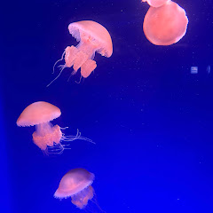 しゃにむに