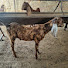 BizNIK0Ak5A-channel-avatar-KGN GOAT Farm 