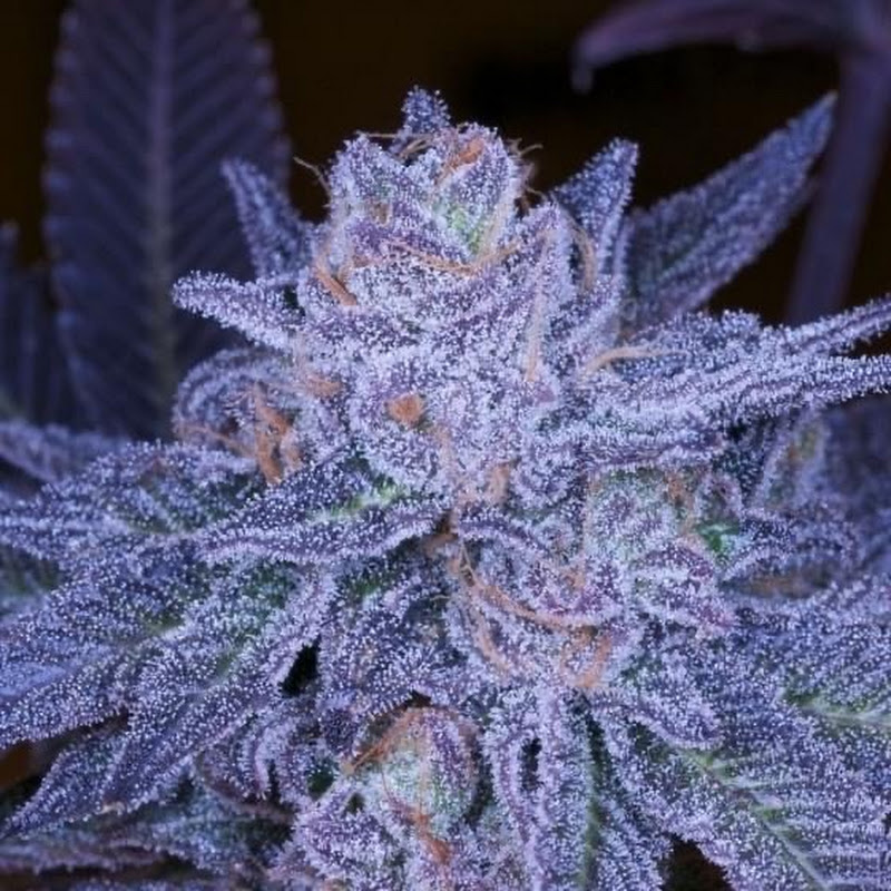UK Growers Club