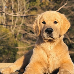 Dog video 003