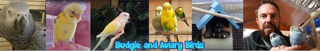 Budgie and Aviary Birds YouTube channel avatar