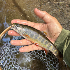 Kentucky Tony On The Fly