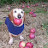 Dog_whit_apple_meme