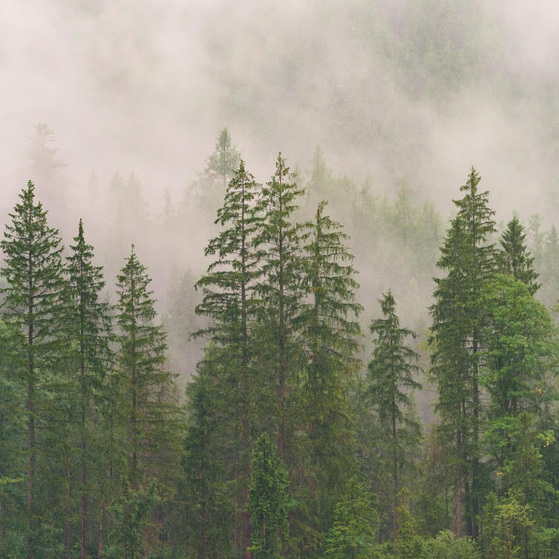 Cozy Forest Ambient - Topic