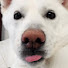 M6e0W5HPeaQ-channel-avatar-럭셔리진도 LUXURY JINDO