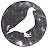 Ferozpuri Pigeons