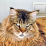 6fGPqMYqlLk-channel-avatar-Aksel Frank