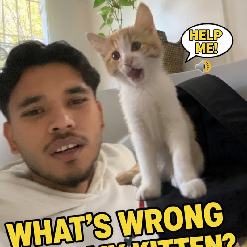 Tomy the Talking Kitten