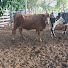 mfs9kG2ehhk-channel-avatar-Ranchos En Venta Tizimín Yucatan Dennis Bobadilla