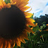 xRIIpY3CVsA-channel-avatar-Face The Sunshine