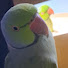 5l8ALLonCHc-channel-avatar-harrybird