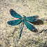 pyxyE8hwsxo-channel-avatar-Dragonflyer Studio