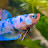 @tiffsfish Avatar