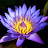 blue waterlily