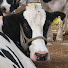 UQ_TYt51398-channel-avatar-Holy Cow!