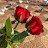 @SALTAN505X