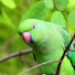 f4TsqRj1DRk-channel-avatar-Parrots
